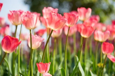 Beautiful tulip Foto stock