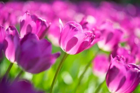 Beautiful tulip Stock Photos