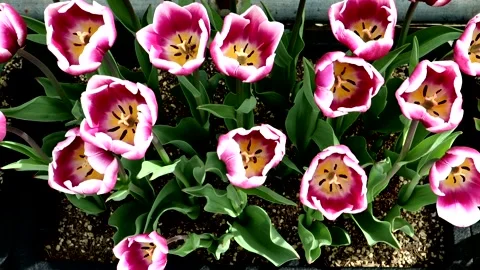 Beautiful tulip scenery 動画素材 335093322
