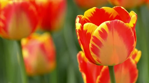 Beautiful tulip in spring time Stock Footage 49607385