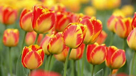 Beautiful tulip in spring time Stock Footage 49607433
