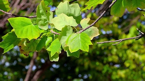 Beautiful Tulip Tree Leaves Standing Out Against a Dark Background,4K 库存影片 344418846