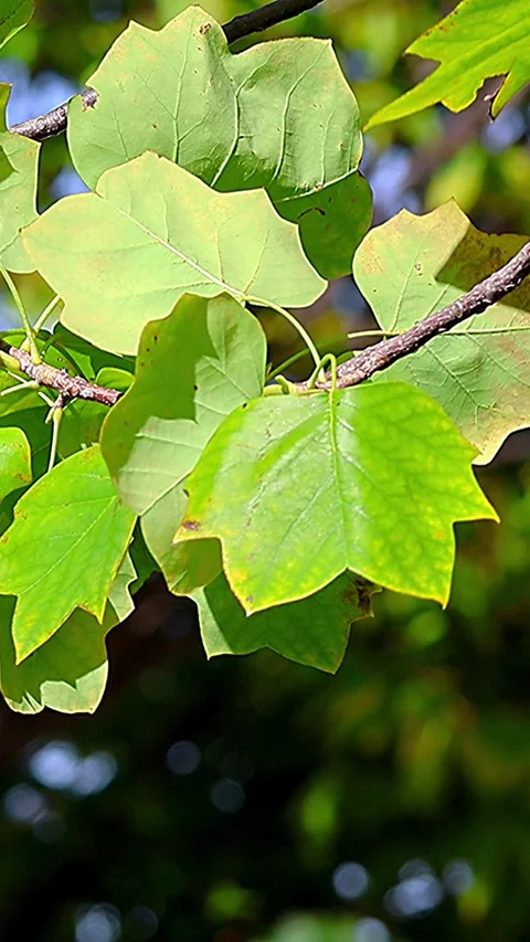 Beautiful Tulip Tree Leaves Standing Out Against a Dark Background,Vertical 库存影片 344419003