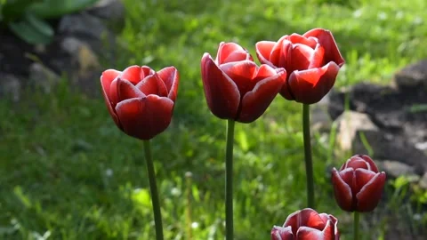 Beautiful tulips in backlight Stock Footage 138500852
