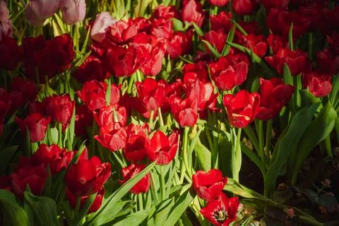 Beautiful tulips in the blooming scene Foto stock