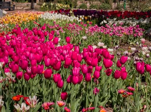 Beautiful tulips blossom in a sunny day at Descanso Garden Stock Photos