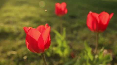 Beautiful tulips close up Stock Footage 50014485