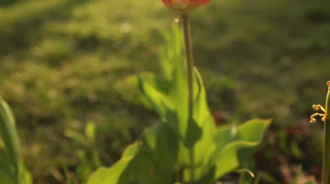 Beautiful tulips close up Stockbeeldmateriaal 51449330