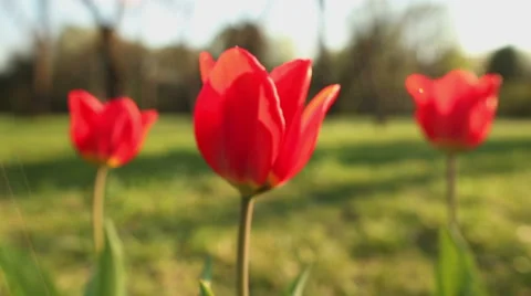 Beautiful tulips close up Stock Footage 52464604