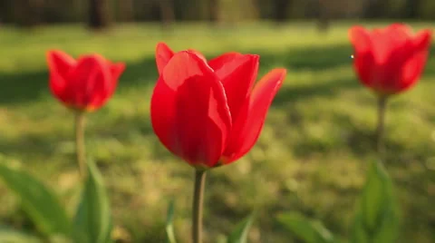 Beautiful tulips close up Stockbeeldmateriaal 56434493