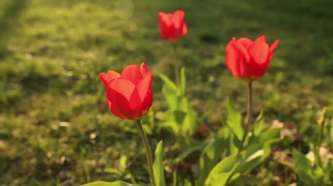 Beautiful tulips close up Stockbeeldmateriaal 56450579