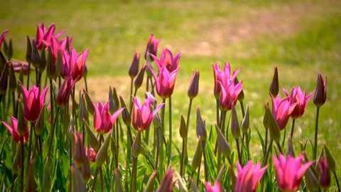 Beautiful tulips in the field Stock-Footage 88554422
