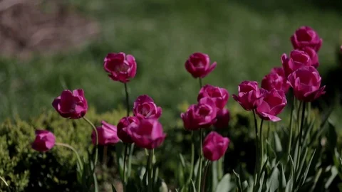 Beautiful tulips field in spring time Vidéo 87092084