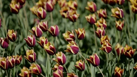 Beautiful tulips field in spring time 库存影片 87092088
