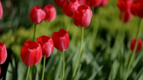 Beautiful tulips field in spring time Vidéo 87092094