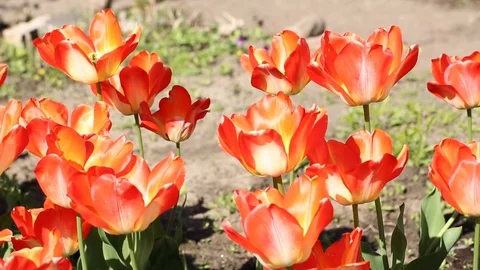 Beautiful tulips flowers, spring day. Stock Footage