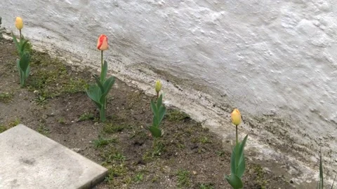 Beautiful tulips Vidéo 132677629