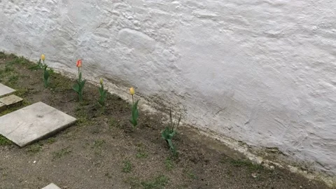 Beautiful tulips Vidéo 132677823
