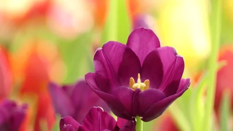 Beautiful tulips in garden, 4K Stock Footage