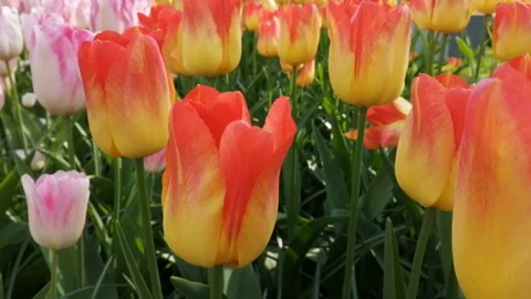 Beautiful tulips in the garden Keukenhof, Amsterdam, NLD Stock Footage