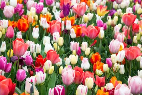 Beautiful tulips in the garden Stock Photos