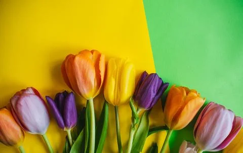 Beautiful tulips on a multicolored background. the view from the top. Stock Photos