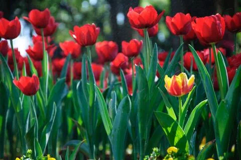Beautiful tulips Stock Photos