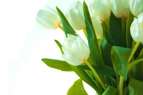 Beautiful tulips Stock Photos