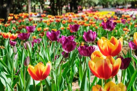 Beautiful tulips Stock Photos