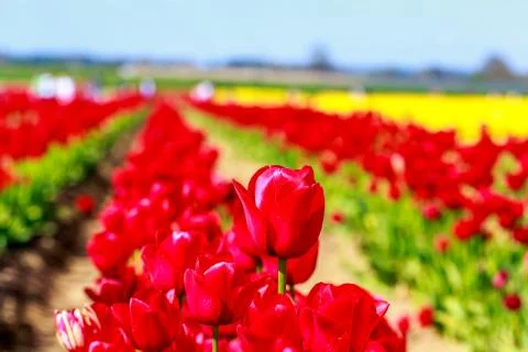 Beautiful tulips Stock Photos