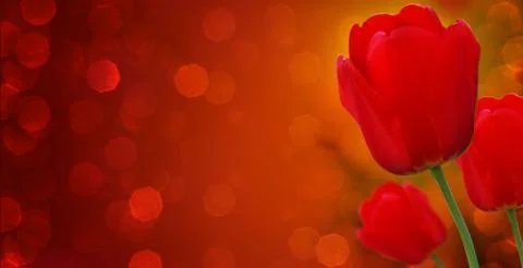 Beautiful tulips at springtime Stock Photos