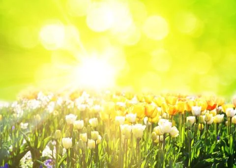 Beautiful tulips at springtime Stock Photos