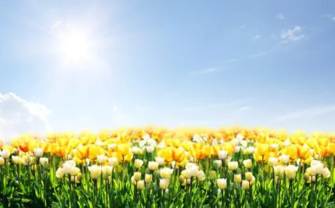 Beautiful tulips at springtime Stock Photos