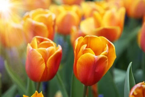 Beautiful tulips at springtime Stock Photos
