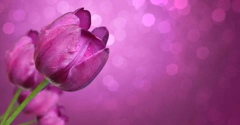 Beautiful tulips at springtime Stock Photos