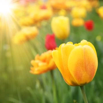 Beautiful tulips at springtime Stock Photos