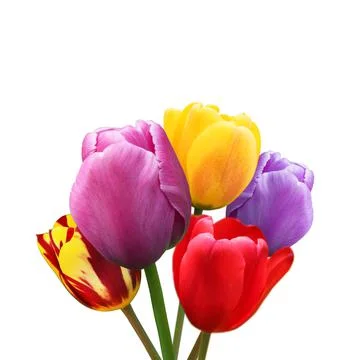 Beautiful tulips at springtime Stock-Fotos