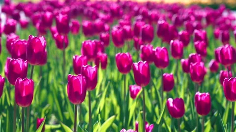 Beautiful tulips swaying in the wind. 4K video. Stock Footage 196237602
