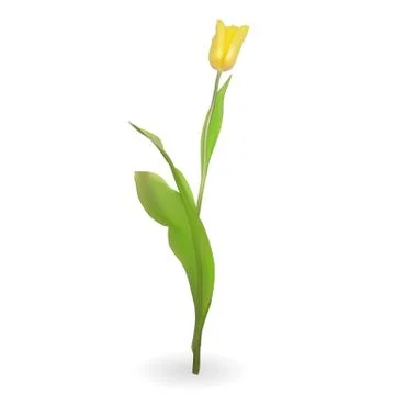 Beautiful tulips on white background. Vector Illustration Stock Illustration