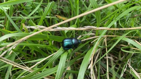 Beautiful turquoise bug in the grass Stock Footage 201509512