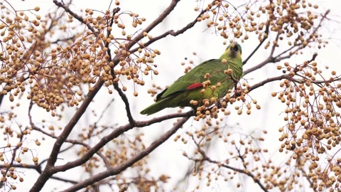 A beautiful Turquoise-fronted amazon parrot eating the fruit of a Stock Footage 138935250