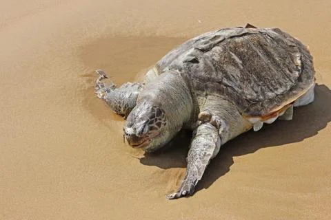 Beautiful turtle on beach Stock Photos