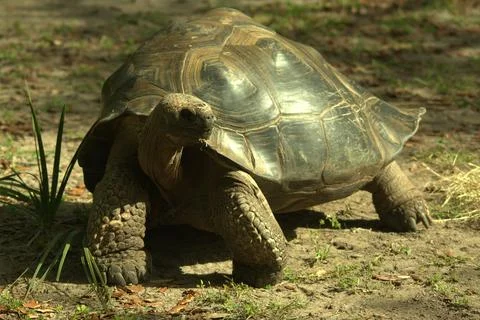 Beautiful turtle with big shell smiling on a field covered with green plants Stock Photos