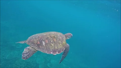A beautiful turtle flying under the sea. Stock Footage