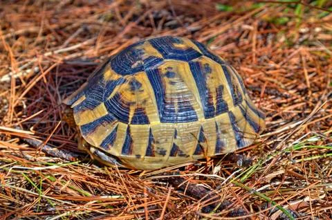 Beautiful turtle in the forest Stock Photos