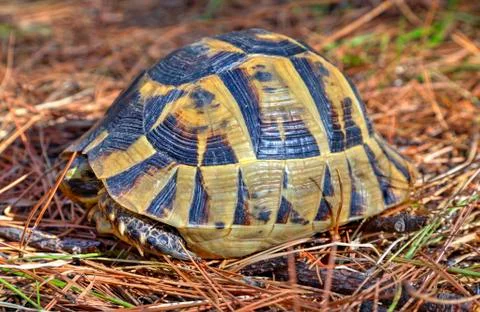 Beautiful turtle in the forest Stock Photos