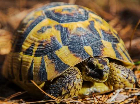 Beautiful turtle in the forest Stock Photos