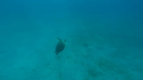 Beautiful turtle swimming to the surface of the ocean 動画素材 89856048