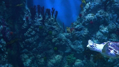 A beautiful turtle swims in slow motion. Beautiful underwater world. Screensaver Stock Footage 73206522