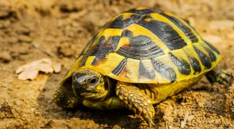 Beautiful turtle in the wild Stock Photos